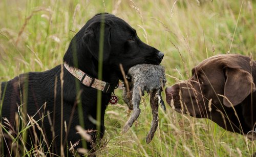 rabbit hunting with dogs