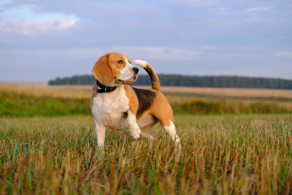 rabbit hunting with beagles
