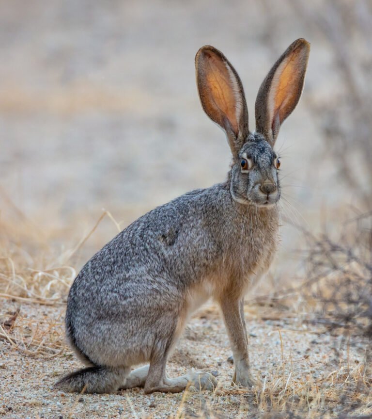 California Rabbit Hunting Regulations: Everything You Need to Know