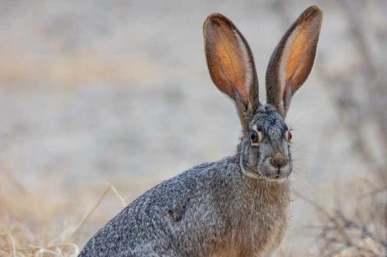 rabbit tracking