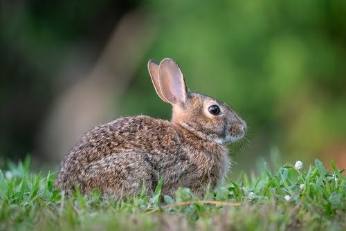 Rabbit Hunting: Everything You Need to Know