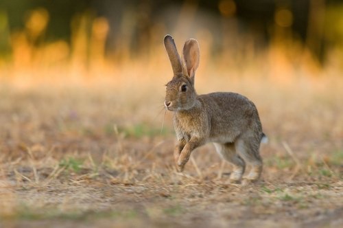 How to Field Dress a Rabbit – What You Need to Know