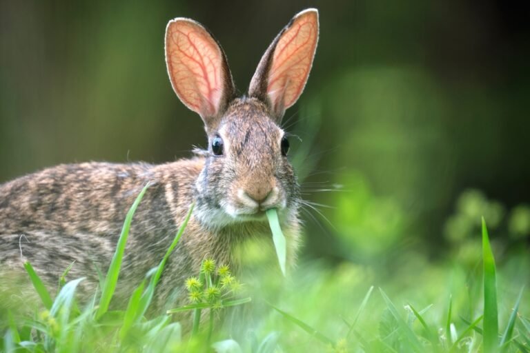Rabbit Hunting Laws and Regulations: What You Need to Know