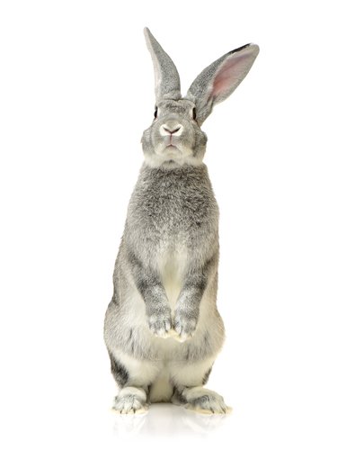 The Most Unusual Rabbit Breeds You’ve Never Heard Of