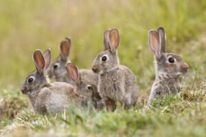 Rabbit hunting conservation