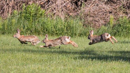Rabbit Hunting Safety Tips