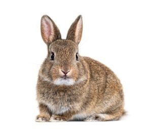 rabbit species