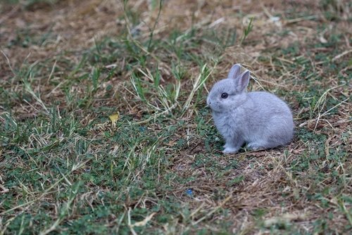 Domestication – What You Need to Know About Caring for Rabbits