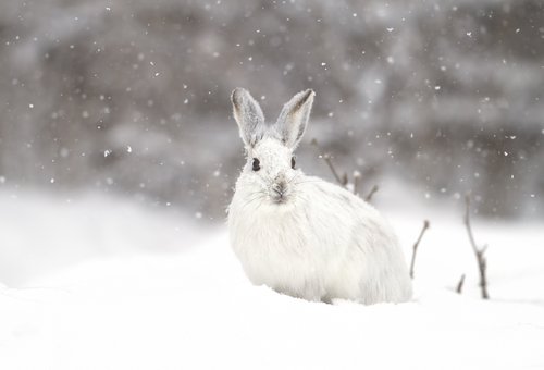 seasonal rabbit hunting